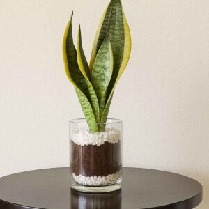 Snake plant in a glass pot (Copy)