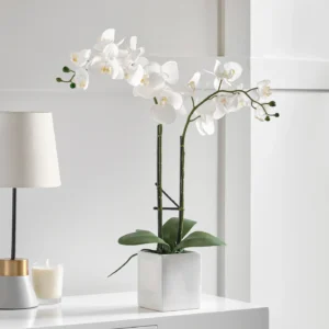 Double Stem White Orchid in a White pot (Copy)