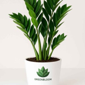 Zamia-plant-white-pot-office-gift-GreenBloom-Lebanon