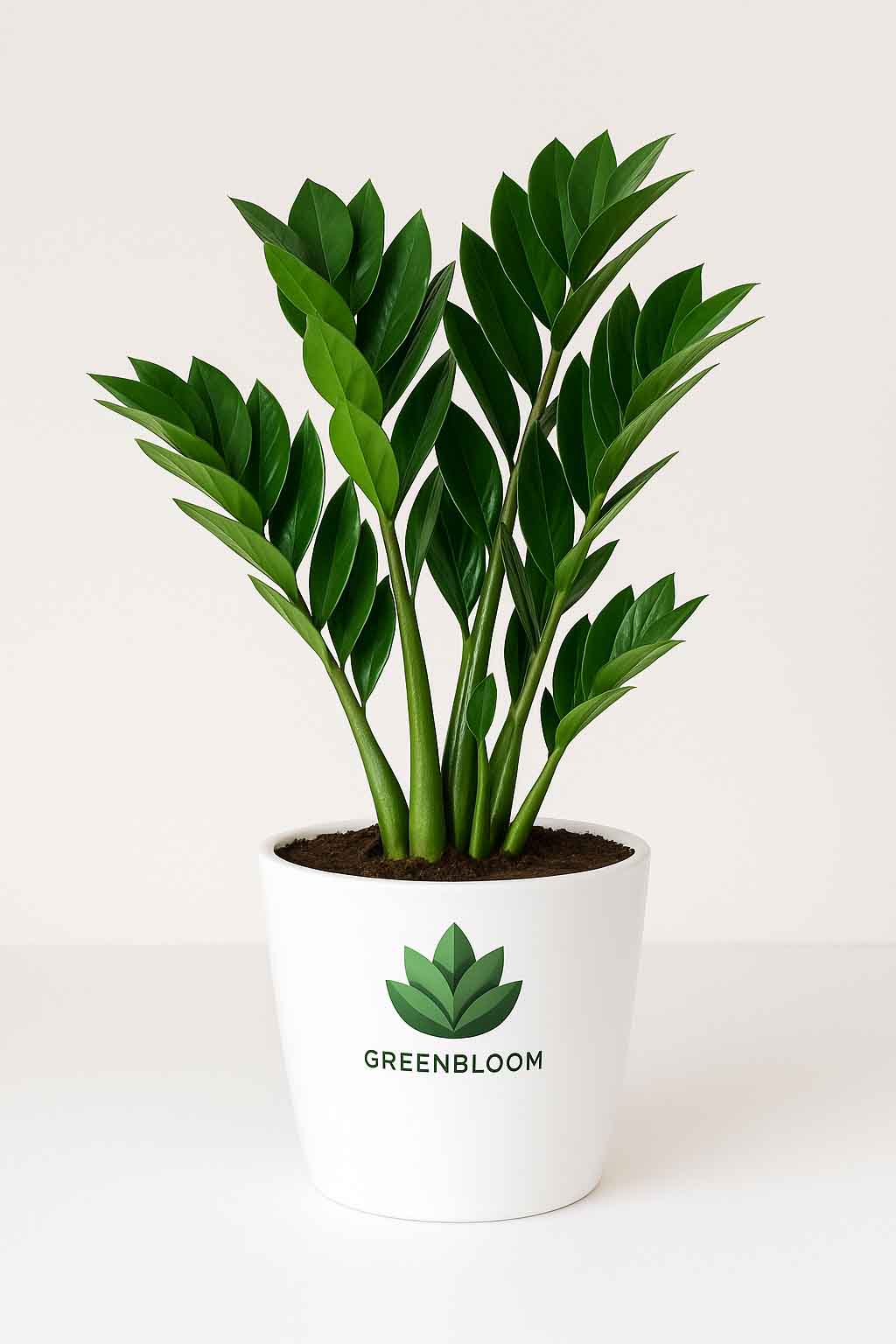 Zamia-plant-white-pot-office-gift-GreenBloom-Lebanon