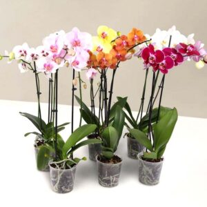 Orchid Confetti Party