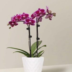 Petite Purple Orchid