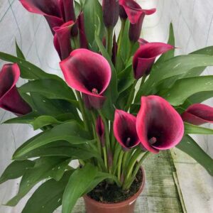 Calla Lily Bulbs