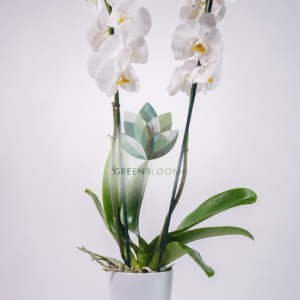 Premium white orchid plant with elegant white blooms in a modern white pot by GreenBloom Lebanon