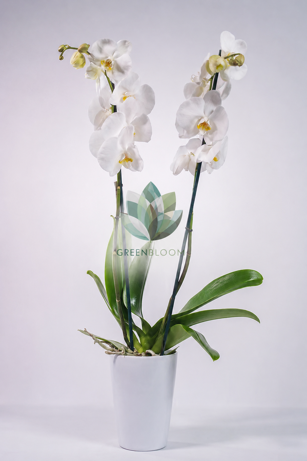 Premium white orchid plant with elegant white blooms in a modern white pot by GreenBloom Lebanon
