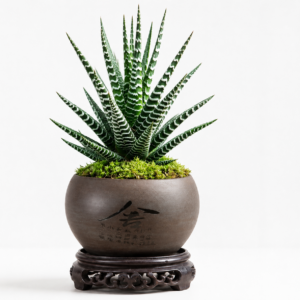 Zebra Haworthia succulent in a decorative ceramic pot, easy-care indoor plant available with fast delivery across Lebanon from Green Bloom.