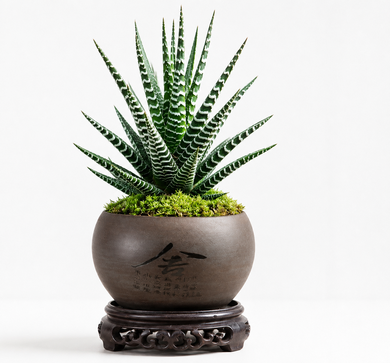 Zebra Haworthia succulent in a decorative ceramic pot, easy-care indoor plant available with fast delivery across Lebanon from Green Bloom.