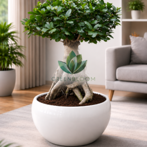 Ficus Ginseng Bonsai Tree in a white ceramic pot, elegant indoor bonsai plant for home and office décor, available with fast delivery across Lebanon from Green Bloom.