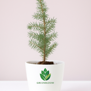 Mini Lebanese Cedar Bonsai in White Pot – Plant Gift Delivery in Lebanon