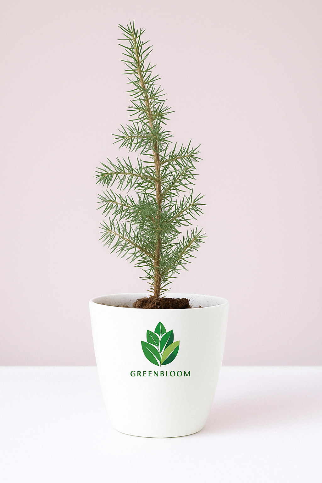 Mini Lebanese Cedar Bonsai in White Pot – Plant Gift Delivery in Lebanon